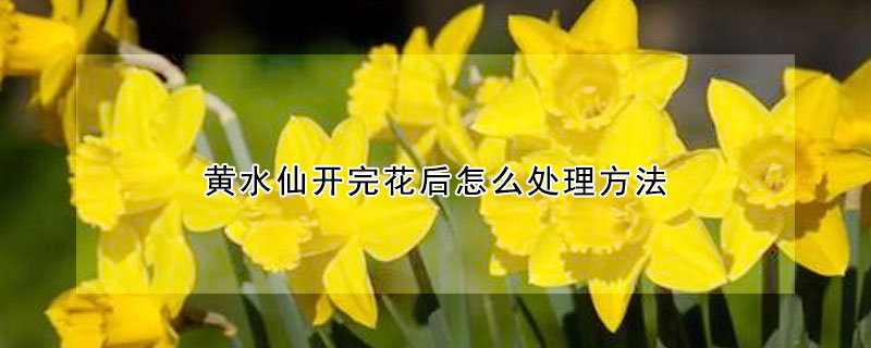 黃水仙開完花后怎么處理方法