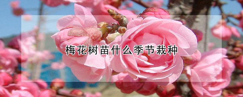 梅花樹(shù)苗什么季節(jié)栽種