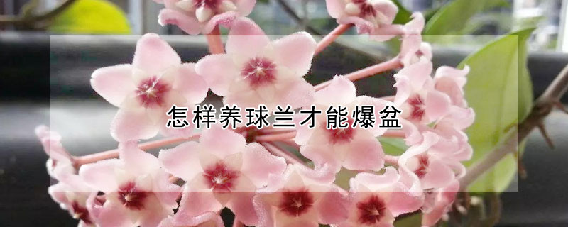 怎樣養(yǎng)球蘭才能爆盆