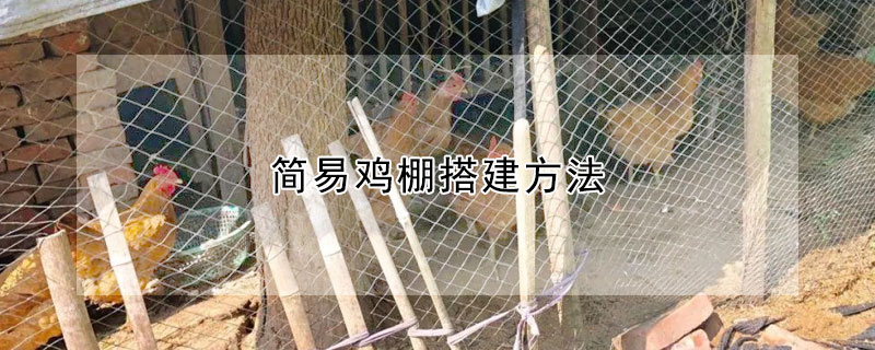 簡易雞棚搭建方法