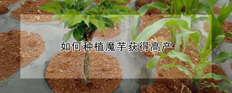 如何種植魔芋獲得高產(chǎn)