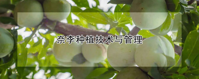 奈李種植技術與管理