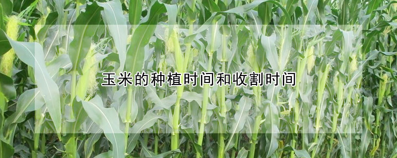 玉米的種植時(shí)間和收割時(shí)間