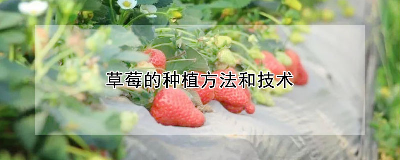 草莓的種植方法和技術(shù)