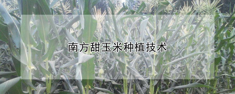 南方甜玉米種植技術