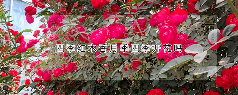 四季紅木香月季四季開花嗎