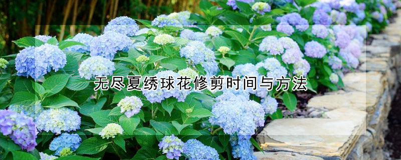 無盡夏繡球花修剪時間與方法