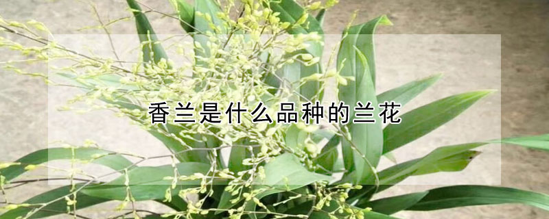 香蘭是什么品種的蘭花