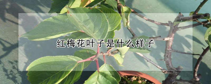 紅梅花葉子是什么樣子