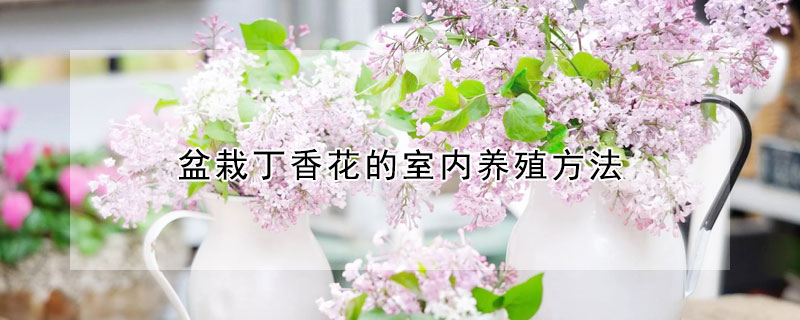 盆栽丁香花的室內養殖方法