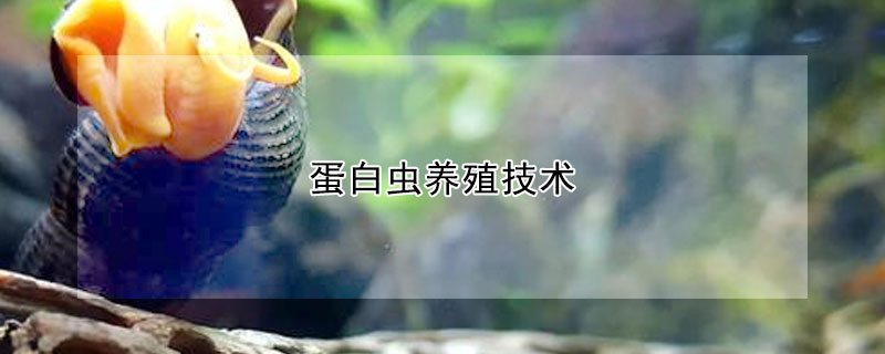 蛋白蟲養(yǎng)殖技術(shù)