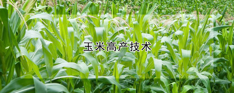 玉米高產(chǎn)技術(shù)