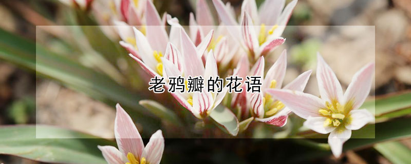 老鴉瓣的花語(yǔ)