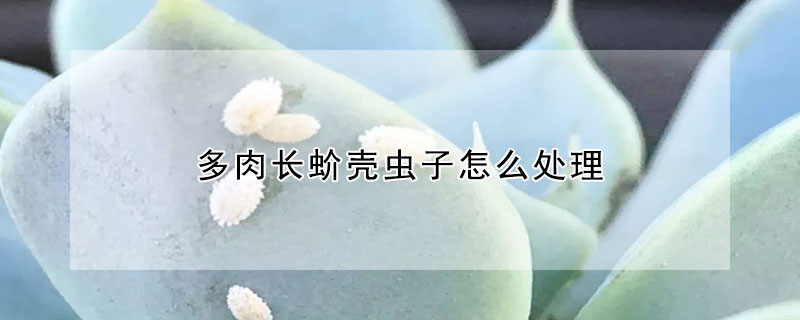 多肉長蚧殼蟲子怎么處理