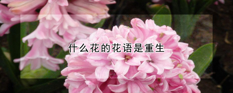 什么花的花語(yǔ)是重生