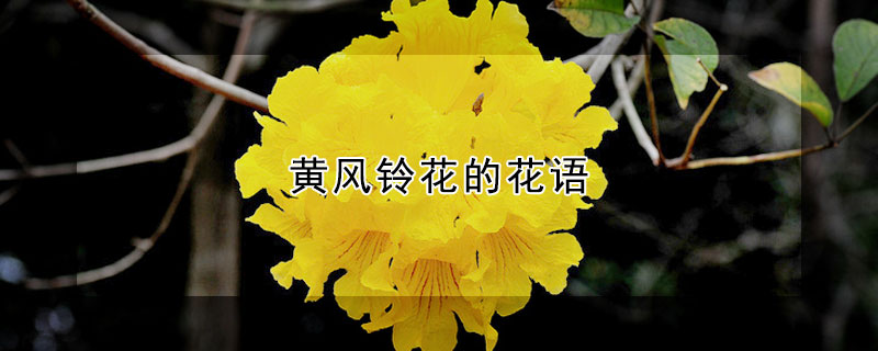 黃風(fēng)鈴花的花語(yǔ)