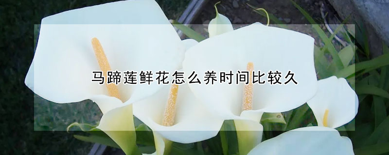 馬蹄蓮鮮花怎么養(yǎng)時間比較久