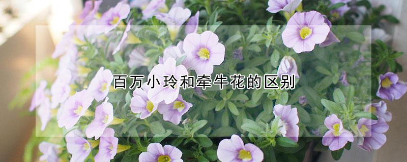 百萬小玲和牽牛花的區別