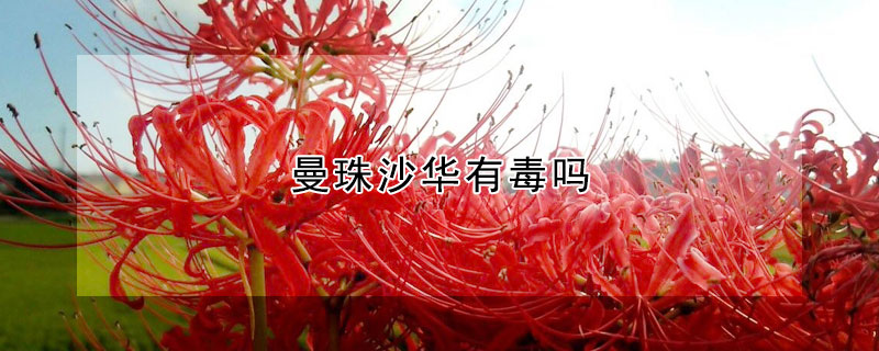 曼珠沙華有毒嗎