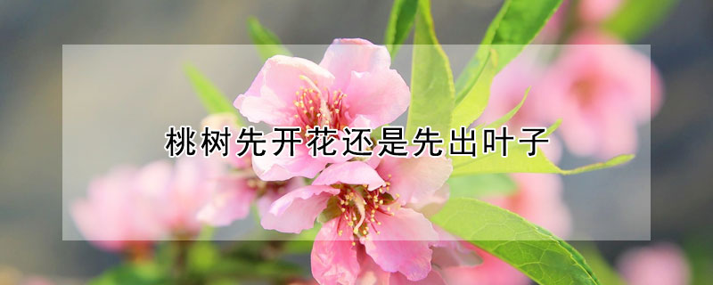 桃樹(shù)先開(kāi)花還是先出葉子