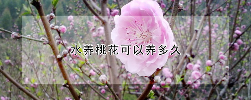 水養(yǎng)桃花可以養(yǎng)多久