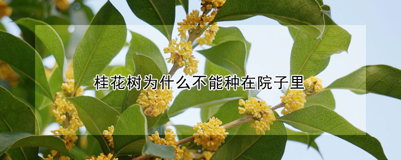 桂花樹(shù)為什么不能種在院子里