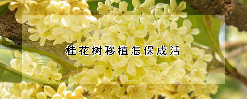 桂花樹(shù)移植怎保成活