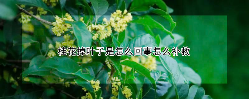 桂花掉葉子是怎么回事怎么補救