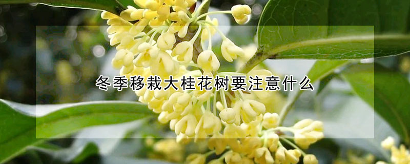 冬季移栽大桂花樹要注意什么