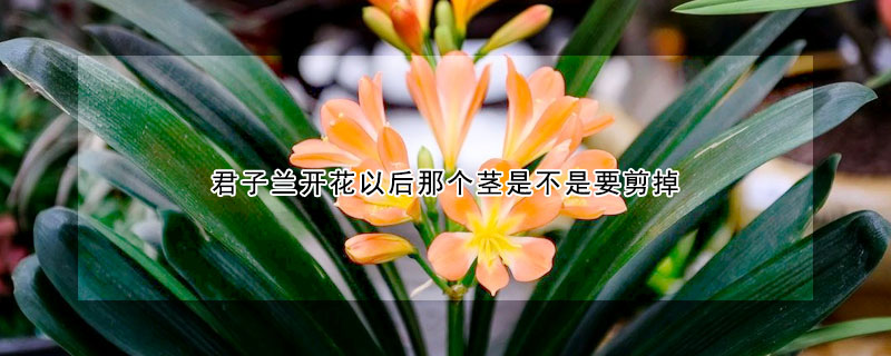 君子蘭開花以后那個莖是不是要剪掉