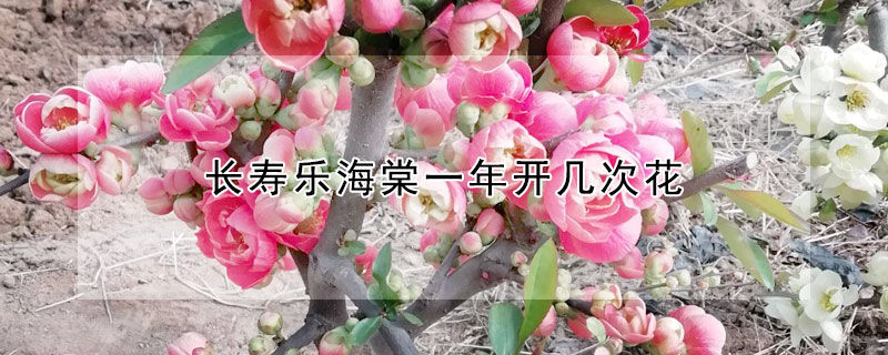 長壽樂海棠一年開幾次花