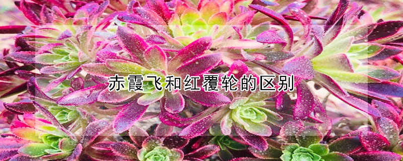 赤霞飛和紅覆輪的區(qū)別