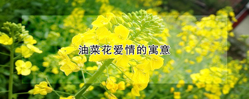 油菜花愛情的寓意