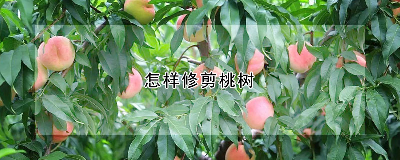 怎樣修剪桃樹(shù)