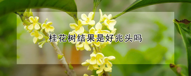 桂花樹結果是好兆頭嗎