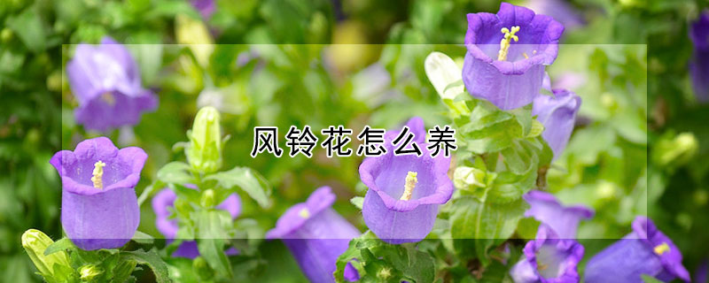 風鈴花怎么養