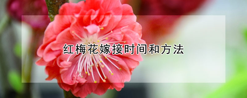 紅梅花嫁接時(shí)間和方法