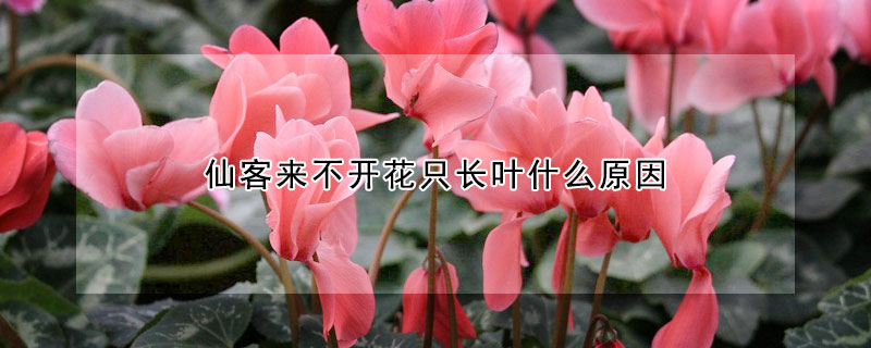 仙客來不開花只長葉什么原因