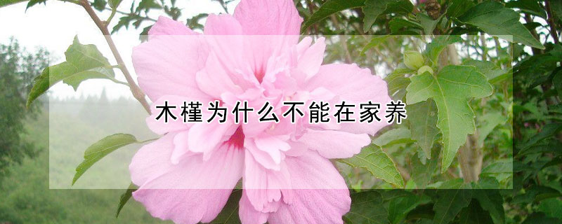 木槿為什么不能在家養(yǎng)