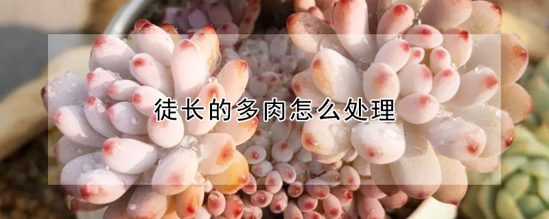 徒長(zhǎng)的多肉怎么處理