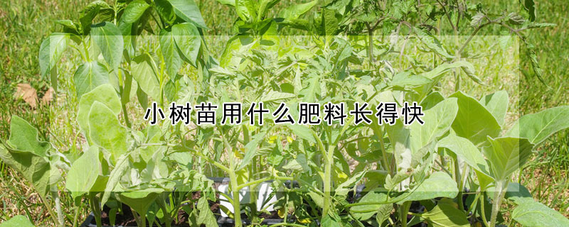 小樹苗用什么肥料長得快