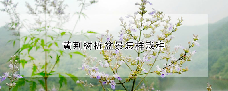 黃荊樹樁盆景怎樣栽種