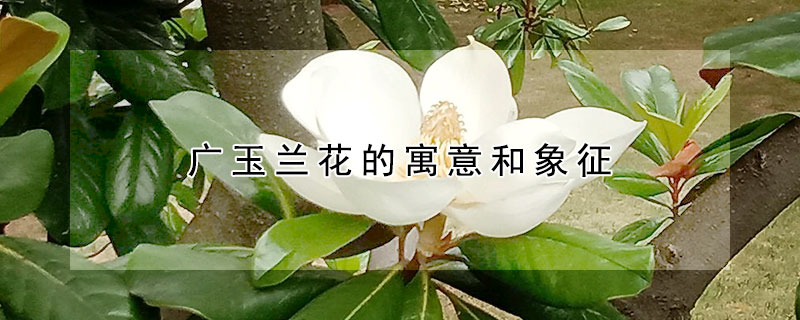 廣玉蘭花的寓意和象征