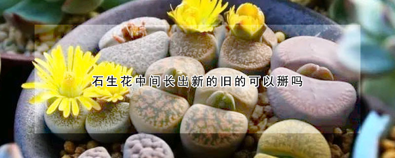 石生花中間長(zhǎng)出新的舊的可以掰嗎