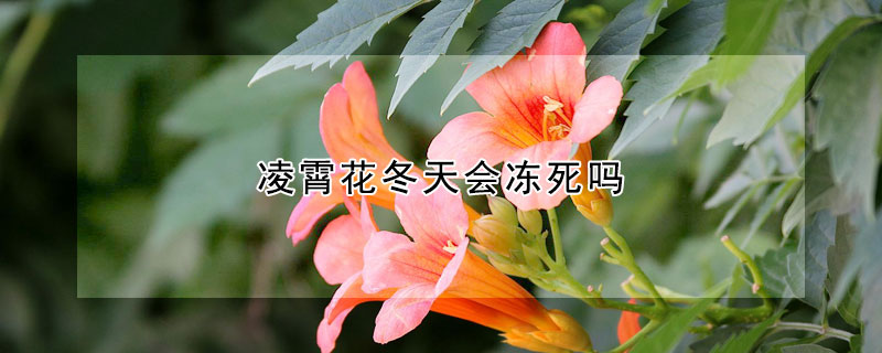 凌霄花冬天會(huì)凍死嗎