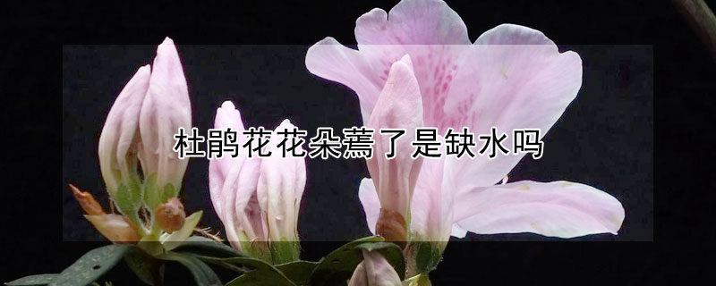 杜鵑花花朵蔫了是缺水嗎