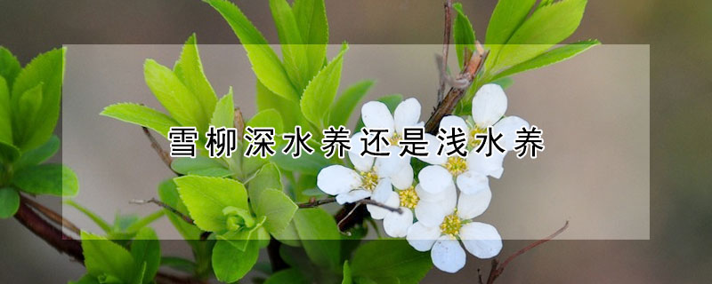 雪柳深水養(yǎng)還是淺水養(yǎng)