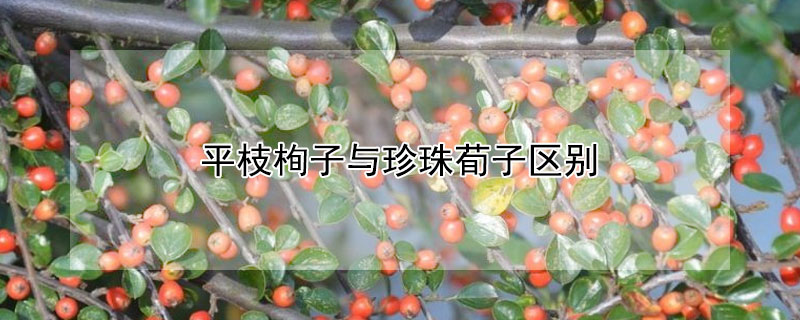 平枝栒子與珍珠荀子區別