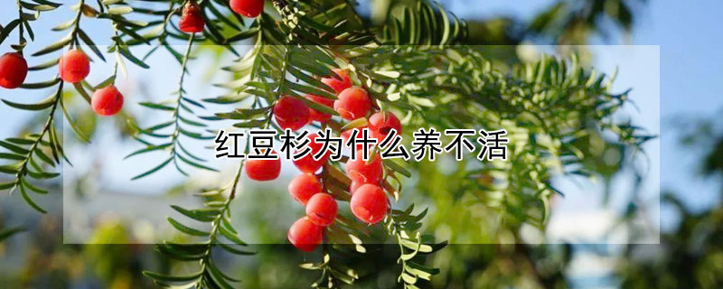 紅豆杉為什么養不活