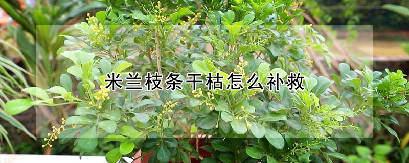 米蘭枝條干枯怎么補(bǔ)救